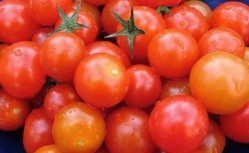 Production de tomate dans la vallée: Un déficit de 40.000 tonnes causé par l'acariose bronzée.
