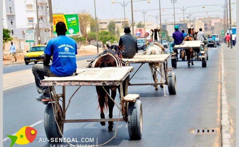 Au Sénégal, les charrettes soumises à des visites techniques Au Sénégal, les charrettes soumises à des visites techniques
