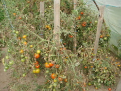 Saint-Louis : Les insectes anéantissent les espoirs des producteurs de tomates.