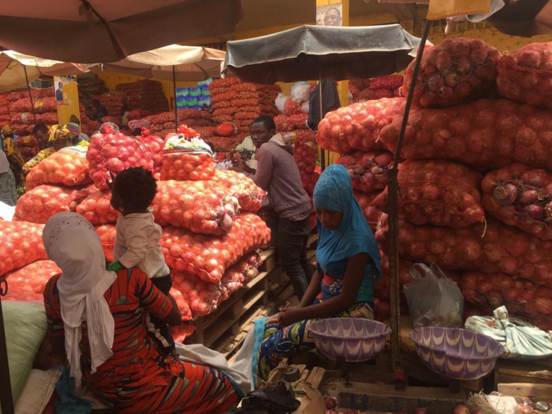Production d’oignon : à Potou, les producteurs appellent l’état à éviter la saturation du marché