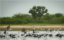 Photo prise à Niassam au Sénégal (D.BOCHEL-GUÉGAN).