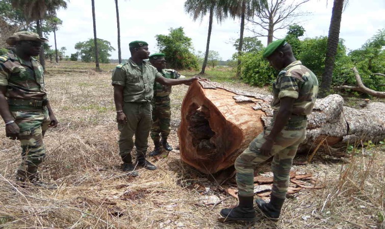 Coupe illicite de bois : plus de 93 millions FCFA de recettes recouvrées en 2020