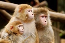 Sénégal- Une fille de trois mois découvert en brousse au milieu d’une meute de singes. Sénégal- Une fille de trois mois découvert en brousse au milieu d’une meute de singes.