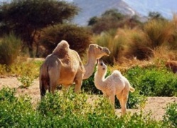 Sénégal/Mauritanie : La transhumance lourdement perturbée !