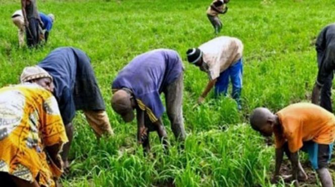 Grogne dans l'agriculture : Le SYNTTAS décrète 72 heures de grève Grogne dans l'agriculture : Le SYNTTAS décrète 72 heures de grève