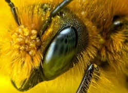 La Russie avertit les États-Unis : la disparition des abeilles provoquerait une 3ème guerre mondiale