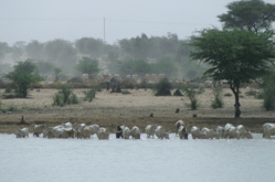 Saint-Louis: l'Association Waalo Vision a été lancée, samedi. Saint-Louis: l'Association Waalo Vision a été lancée, samedi.