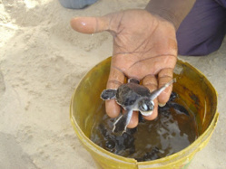 Bébé tortue marine