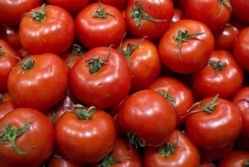 Contreperformance des producteurs de tomate: Un déficit de production de 35.000 tonnes dans la vallée.