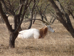 Connais-tu la réserve Spéciale de Faune de Gueumbeul ? Connais-tu la réserve Spéciale de Faune de Gueumbeul ?