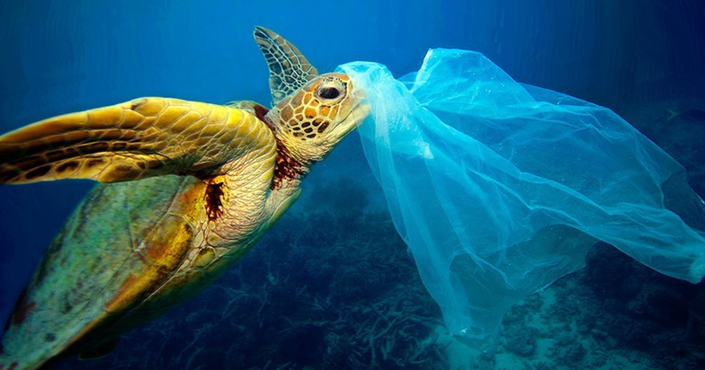 Un projet veut réduire les prises accidentelles des oiseaux et tortues de mer