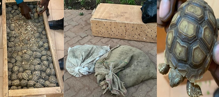 Pas moins de 555 tortues saisies par les douanes burkinabè en provenance du Mali
