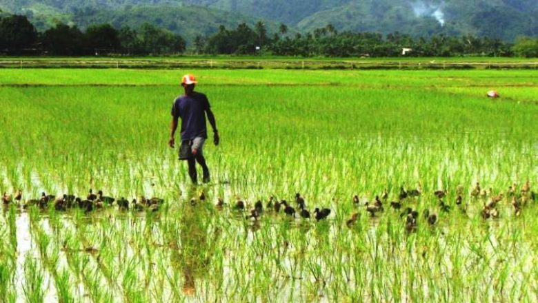 Secteur agricole dans la vallée du fleuve Sénégal, quel potentiel pour les jeunes?