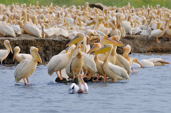 Le Parc National des Oisieaux du Djoudj