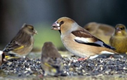 Forte pression aviaire à Diama: Les oiseaux granivores menacent les récoltes de riz