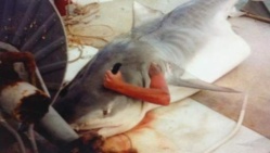 Il se glisse dans un requin pour une photo-souvenir