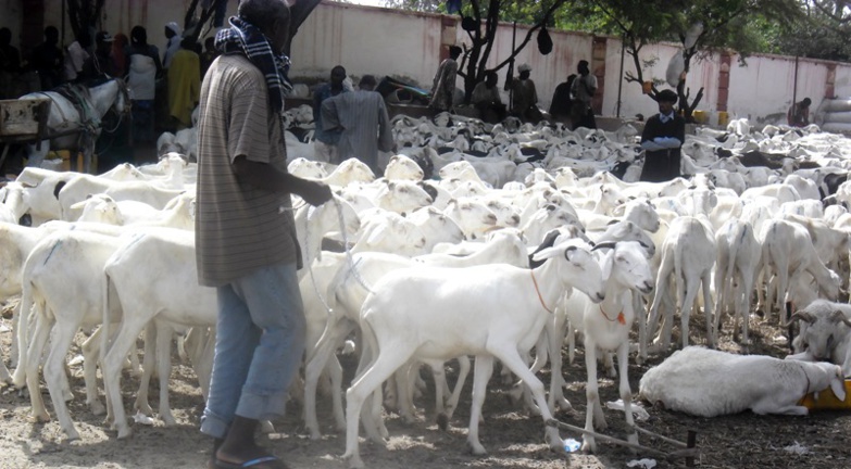 Saint-Louis comptabilise plus de moutons cette année (régional élevage)