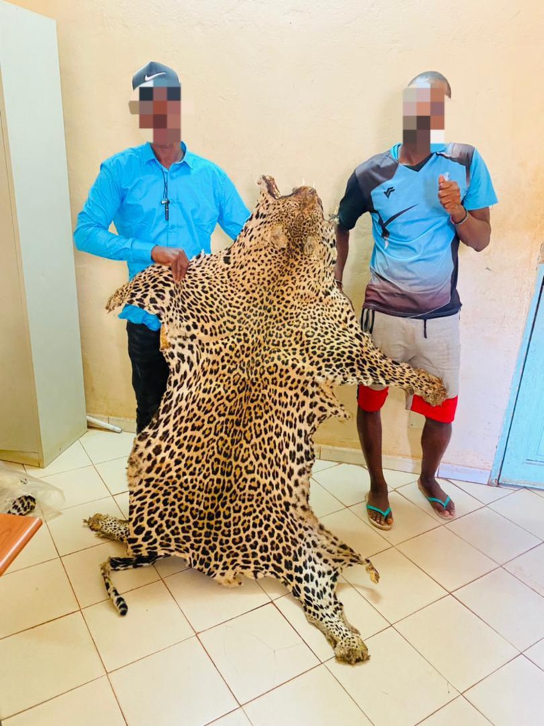 Encore des peaux de léopard saisies à Kédougou !