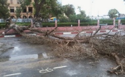 URGENT- Vent violent: Un arbre s’effondre sur la place Faidherbe. [PHOTOS]