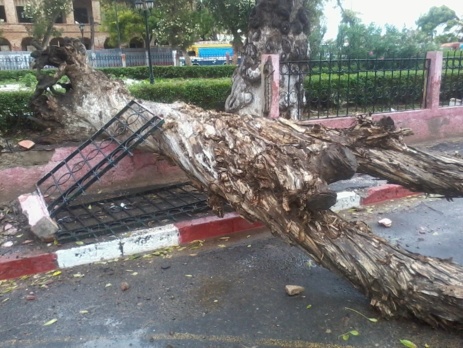 URGENT- Vent violent: Un arbre s’effondre sur la place Faidherbe. [PHOTOS]
