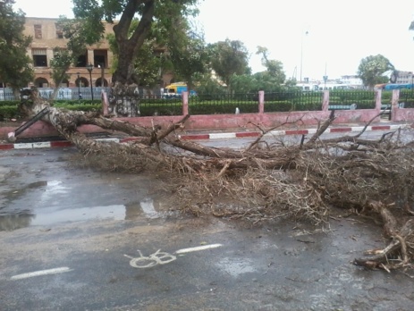 URGENT- Vent violent: Un arbre s’effondre sur la place Faidherbe. [PHOTOS]