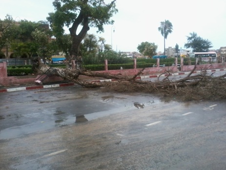 URGENT- Vent violent: Un arbre s’effondre sur la place Faidherbe. [PHOTOS]
