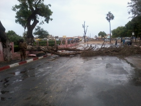 URGENT- Vent violent: Un arbre s’effondre sur la place Faidherbe. [PHOTOS]