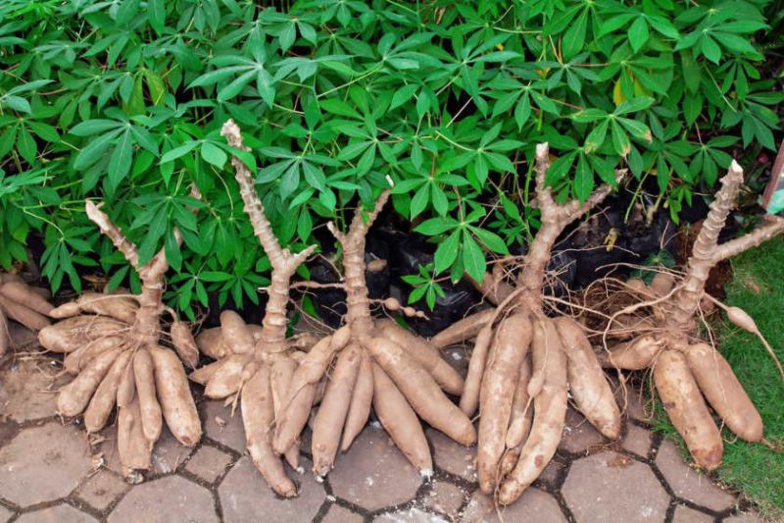 FILIÈRE MANIOC : Thiès attend une production de plus de 600.000 tonnes