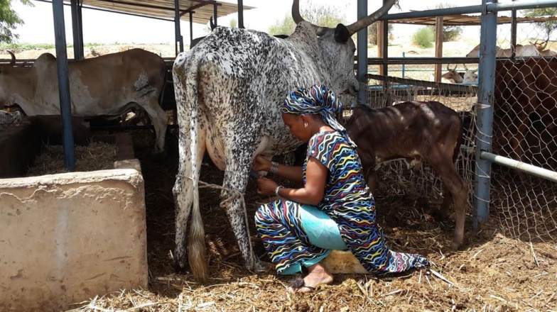 ​Au Sénégal, la filière laitière se noie sous les excédents de lait européens