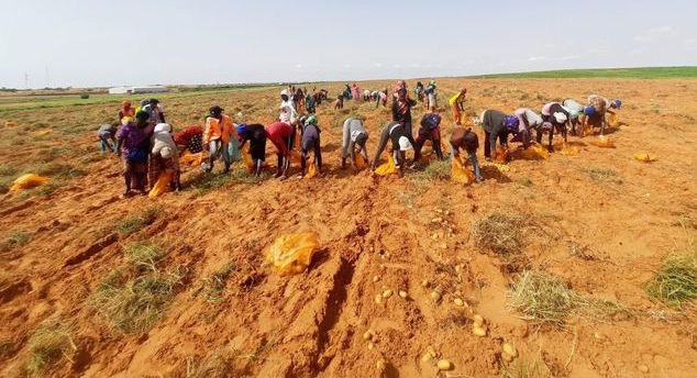 Saint-Louis : Agro Boye investit $ 6 millions dans la pomme de terre, tomate et oignons