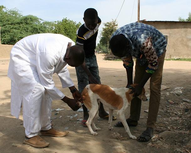 Dagana : le service de l'élevage milite pour la vaccination des chiens pour éradiquer la rage dans la zone