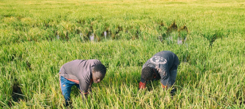 Miser sur la vallée du fleuve Sénégal Miser sur la vallée du fleuve Sénégal