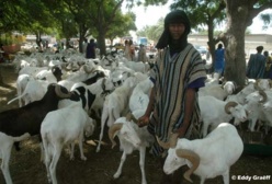 Saint-Louis - Tabaski 2013 : « On tire le mouton par la queue ».