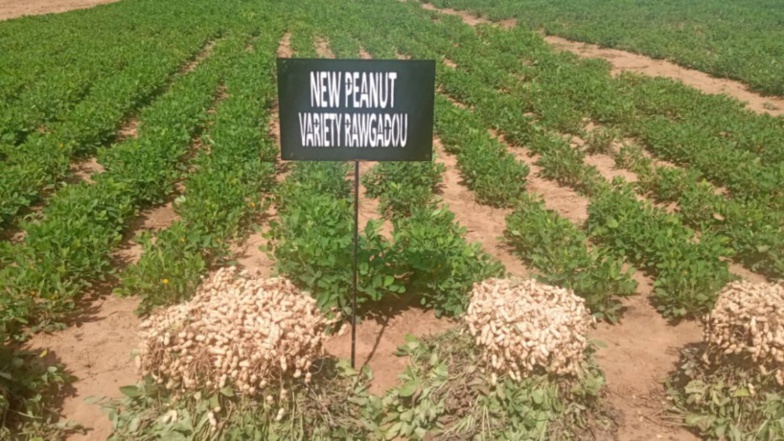 Agriculture Intelligente: de nouvelles variétés de graines plus performantes et plus riches expérimentées par l’ISRA Agriculture Intelligente: de nouvelles variétés de graines plus performantes et plus riches expérimentées par l’ISRA