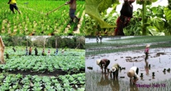CONTRIBUTION : Autosuffisance alimentaire? Non! : Sécurité alimentaire? Possible! CONTRIBUTION : Autosuffisance alimentaire? Non! : Sécurité alimentaire? Possible!