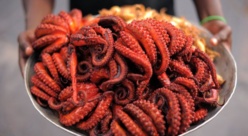 Des calamars issus d'anus de cochons? Une eurodéputée sème le doute Des calamars issus d'anus de cochons? Une eurodéputée sème le doute