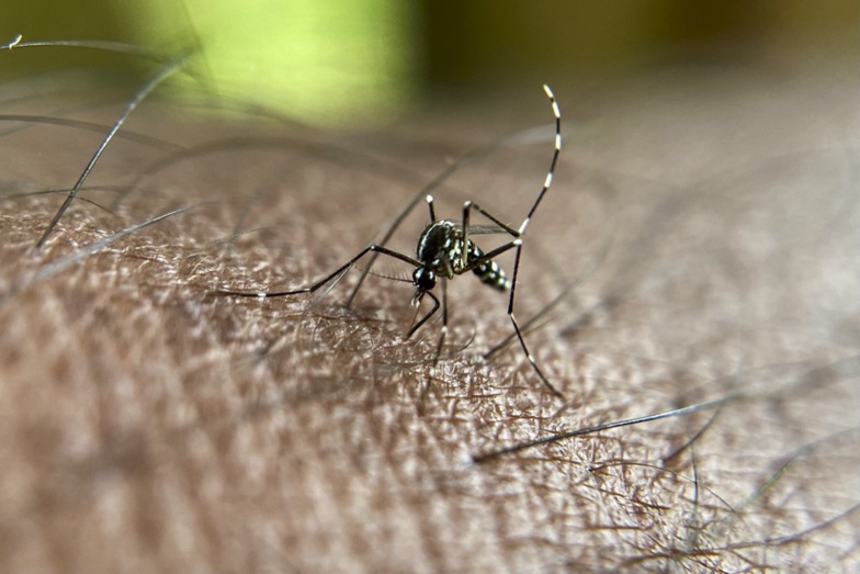 47 cas de dengue répertoriés à Rosso-Sénégal