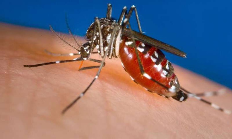 Une cinquantaine de cas de Dengue enregistrée à Dagana