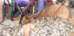Développement de l’aquaculture à Richard-Toll: 2 tonnes de tilapia récoltées par un opérateur privé.