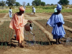 Des villages de Saint-Louis adhèrent au Réseau panafricain des écovillages, samedi.