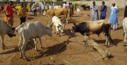 ALERTE: La maladie de la vallée du Rift fait son apparition à Saint-Louis et Dagana ALERTE: La maladie de la vallée du Rift fait son apparition à Saint-Louis et Dagana