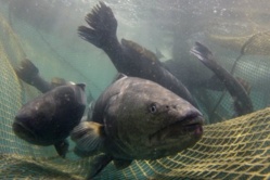 Dossier: les conséquences de la pêche illégale.