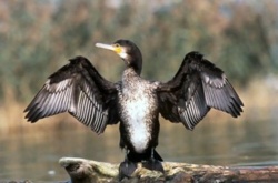 Benno Bokk Yakaar ou ‘Andou Thiolla’  le compagnonnage des  cormorans.