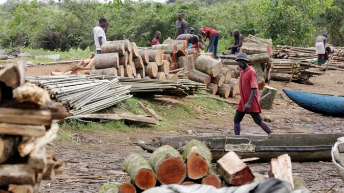 Trafic illicite de bois en Casamance: Une dizaine de fromagers abattus, 8 coupeurs arrêtés