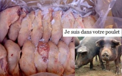 De l’eau et du porc dans le poulet surgelé au Sénégal De l’eau et du porc dans le poulet surgelé au Sénégal