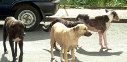 Saint-Louis : Des chiens errants sèment la terreur dans les cimetières de Thième et Thiaka Ndiaye. Saint-Louis : Des chiens errants sèment la terreur dans les cimetières de Thième et Thiaka Ndiaye.