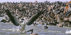 Dénombrement international et annuel des oiseaux d’eau migrateurs: Plus de 3 millions d'individus fréquentent cette année le Djoudj