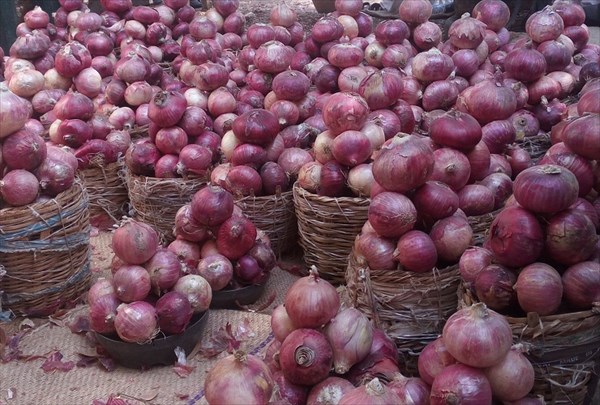 Culture de l’oignon : 4.000 hectares emblavés pour la contre-saison à Podor
