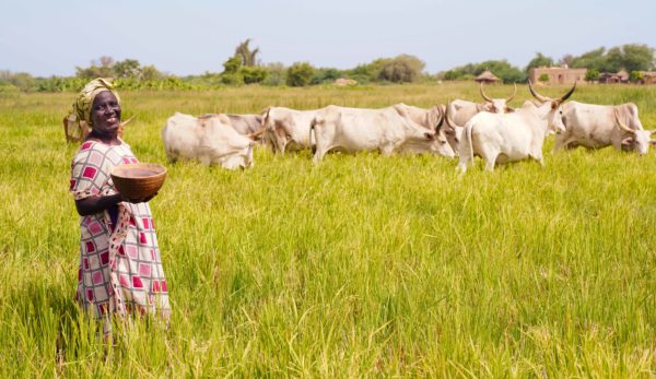 Appui aux migrants de retour : La FAO a aménagé 36 parcelles fourragères à Saint-Louis et Louga Appui aux migrants de retour : La FAO a aménagé 36 parcelles fourragères à Saint-Louis et Louga