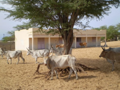 Saint-Louis - Scandale foncier à Diougob : des conseillers ruraux indexent un micmac dans l’attribution de parcelles et interpellent les autorités. Saint-Louis - Scandale foncier à Diougob : des conseillers ruraux indexent un micmac dans l’attribution de parcelles et interpellent les autorités.